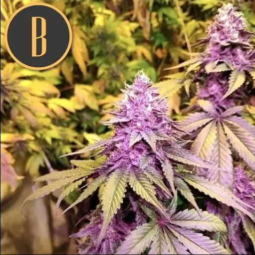 Blimburn Seeds Gelato Feminisiert