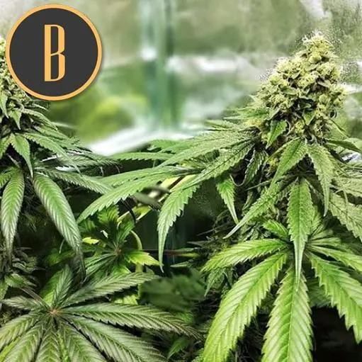 Blimburn Seeds Gelato Feminisiert