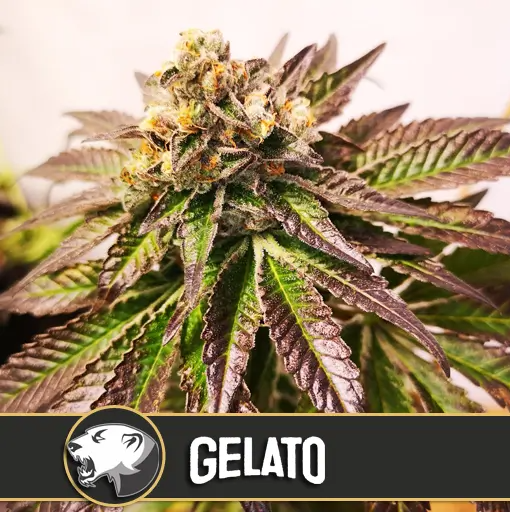 Blimburn Seeds Gelato Feminisiert