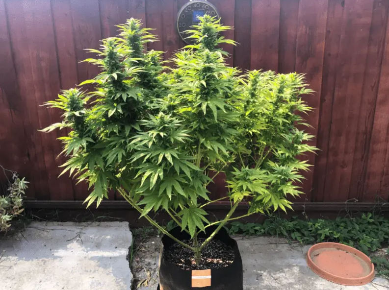 Blimburn Seeds Gorilla G4 feminisiert