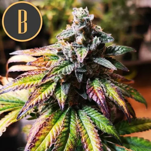 Blimburn Seeds Gorilla G4 feminisiert