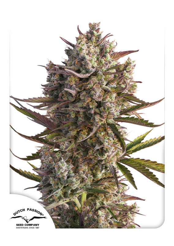 Dutch Passion Auto Blueberry Feminisierte Autoflower