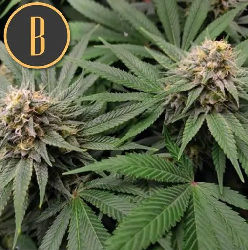 Blimburn Seeds Gorilla G4 feminisiert