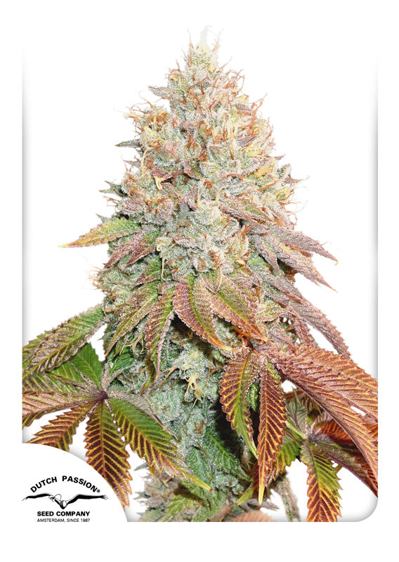 Dutch Passion Auto Banana Blaze Feminisierte Autoflower