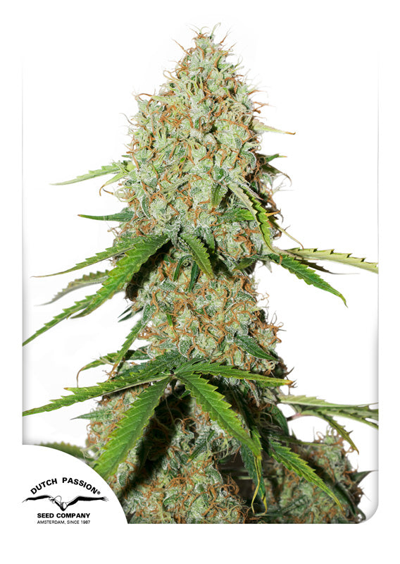 Dutch Passion Auto Brooklyn Sunrise Feminisierte Autoflower