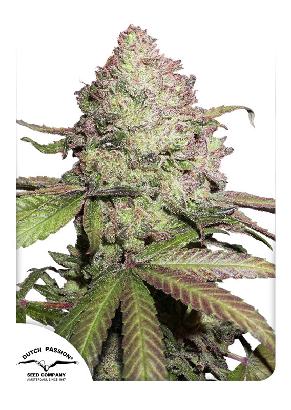 Dutch Passion CBD Auto Charlotte's Angel Feminisiert Autoflower