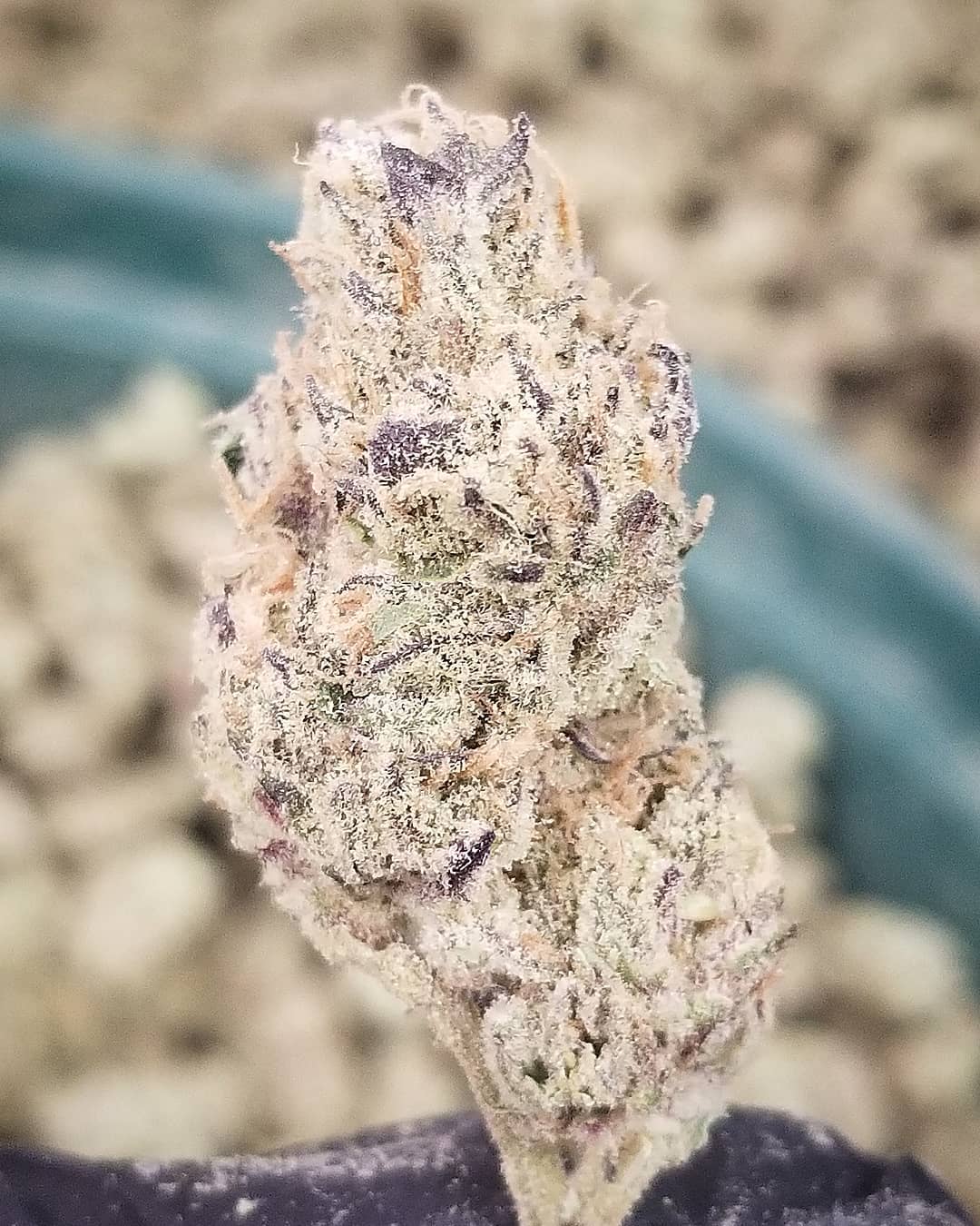 Ripper Seeds, Limited Edition Dosidos x Purple Punch, Feminisiert, 3 Stk