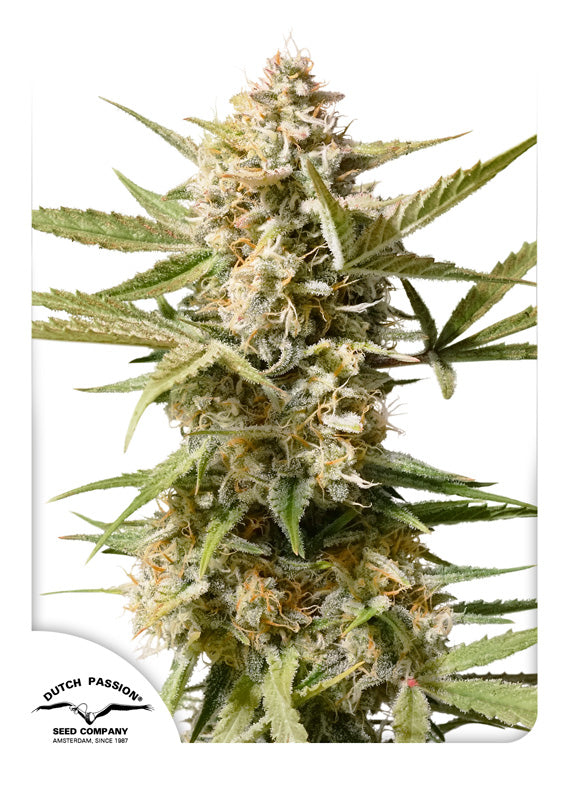 Dutch Passion Auto Cinderella Jack Feminisierte Autoflower