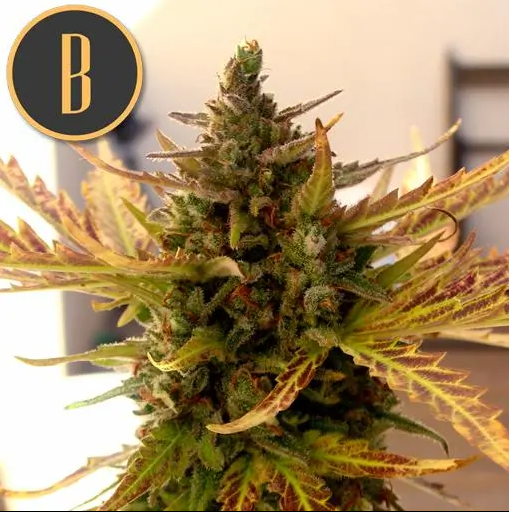 Blimburn Seeds Grizzly Purple Kush Feminisiert