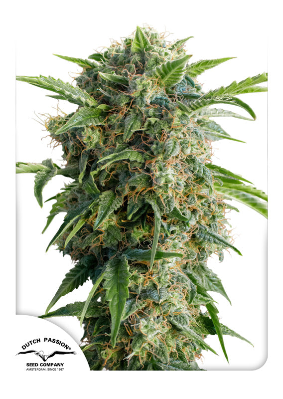 Dutch Passion Auto Daiquiri Lime Feminisiert Autoflower