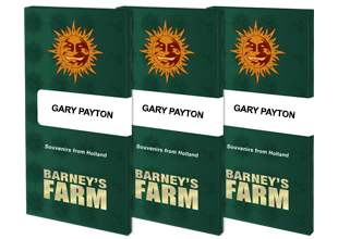 Barney's Farm Gary Payton, Feminisiert, 3 Stk