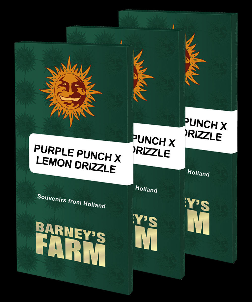 Barney's Farm Purple Punch x Lemon Drizzle, Feminisiert, 3 Stk