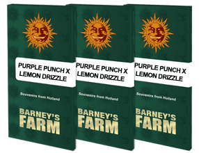 Barney's Farm Purple Punch x Lemon Drizzle, Feminisiert, 3 Stk