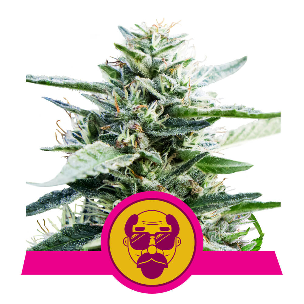 Royal Queen Seeds Grandaddy Purple, Feminisiert, 3 Stk