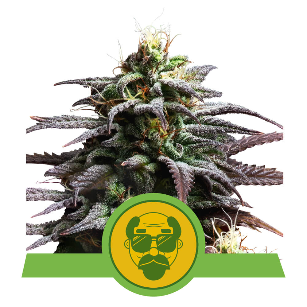 Royal Queen Seeds Grandaddy Purple Auto, Feminisierte Autoflower, 5 Stk