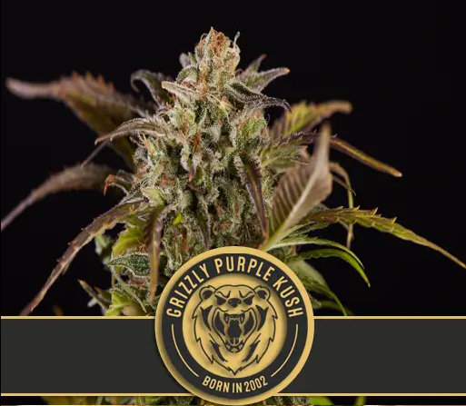 Blimburn Seeds Grizzly Purple Kush Feminisiert