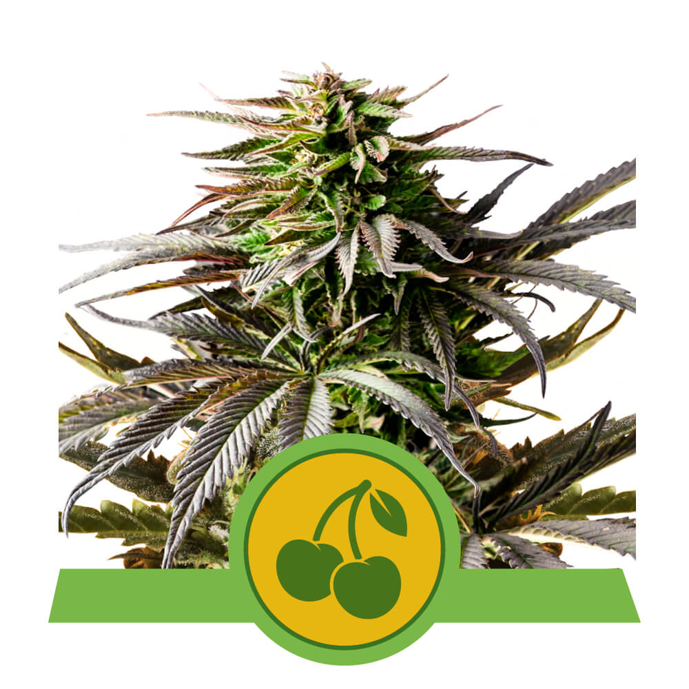 Royal Queen Seeds Cherry Pie Auto, Feminisiert Autoflower, 3 Stk