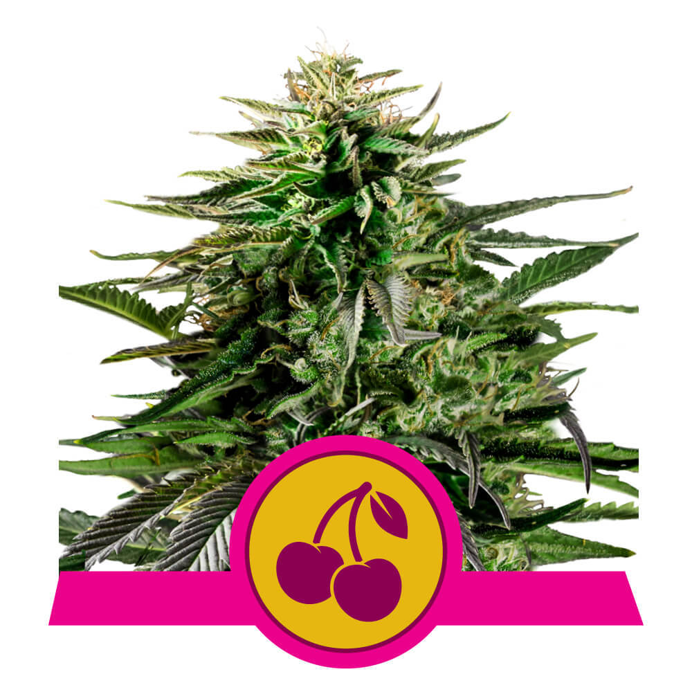 Royal Queen Seeds Cherry Pie, Feminisiert, 10 Stk