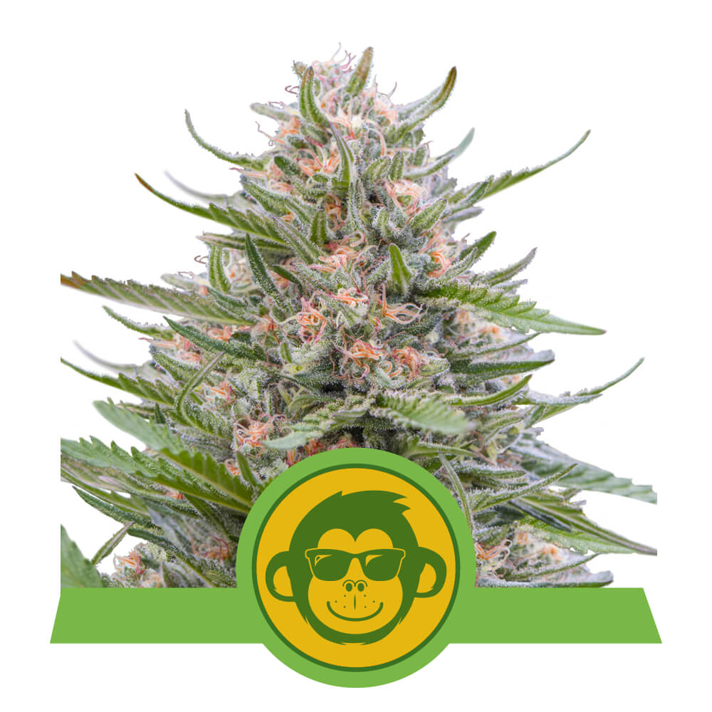 Royal Queen Seeds Grape Ape Auto, Feminisiert Autoflower, 10 Stk