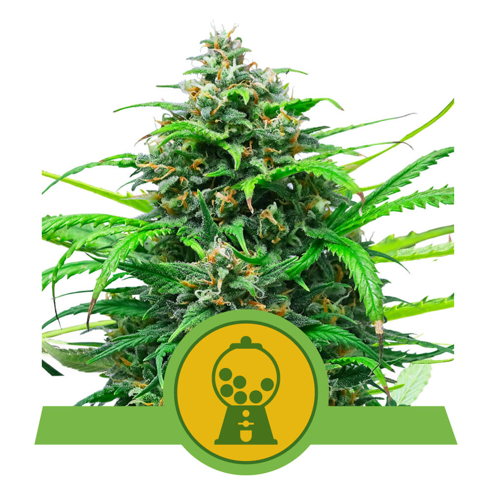 Royal Queen Seeds Pink Runtz Auto, Feminisiert Autoflower, 5 Stk