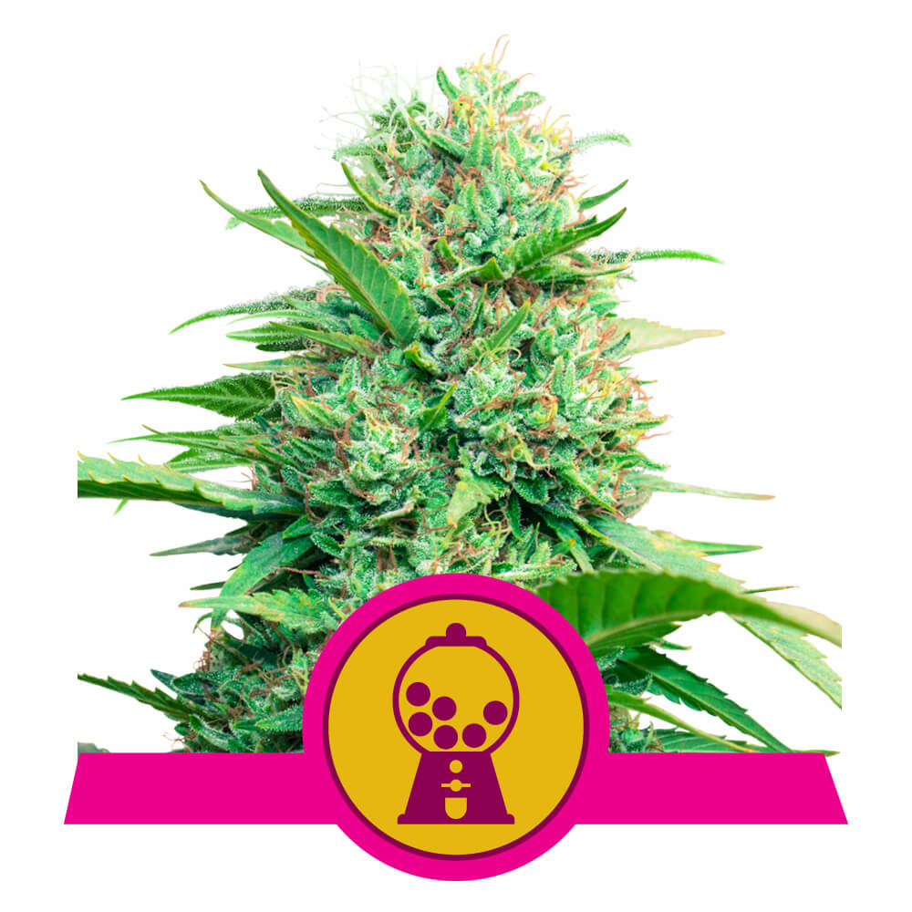 Royal Queen Seeds Pink Runtz, Feminisiert, 10 Stk