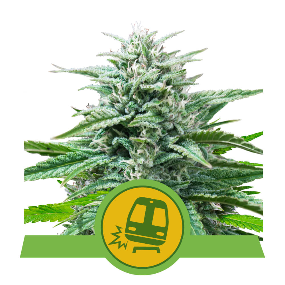 Royal Queen Seeds Trainwreck Auto, feminisierte Autoflower, 10 Stk