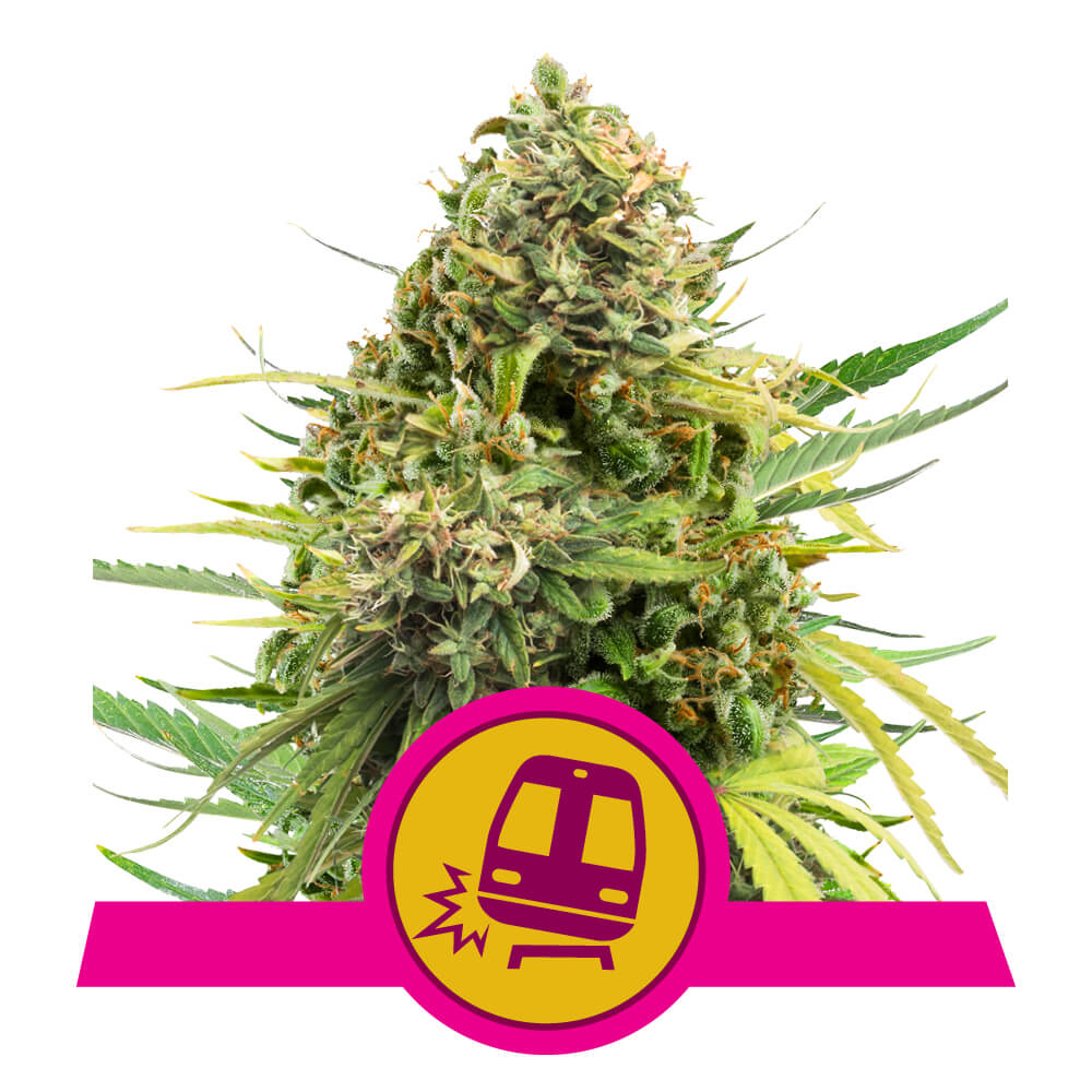 Royal Queen Seeds Trainwreck, Feminisiert, 10 Stk