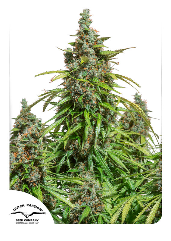 Dutch Passion Auto Mazar Feminisierte Autoflower