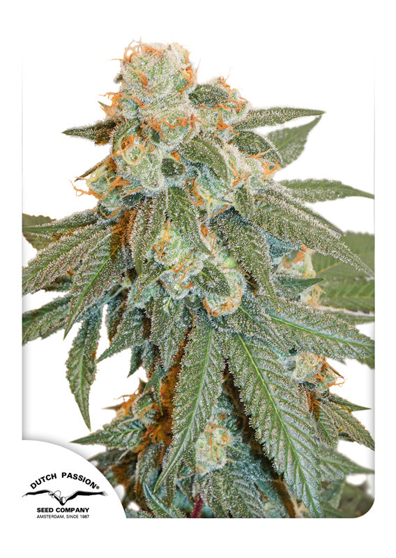 Dutch Passion Auto Orange Bud Feminisierte Autoflower