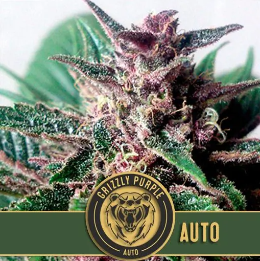 Blimburn Seeds Grizzly Purple Auto Feminisiert Autoflower