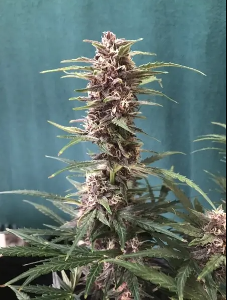 Blimburn Seeds Grizzly Purple Auto Feminisiert Autoflower