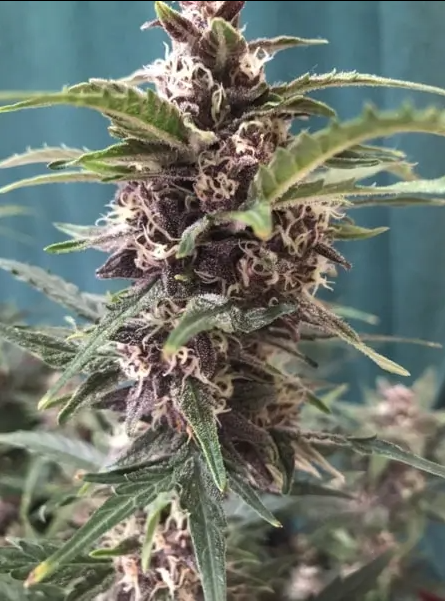 Blimburn Seeds Grizzly Purple Auto Feminisiert Autoflower