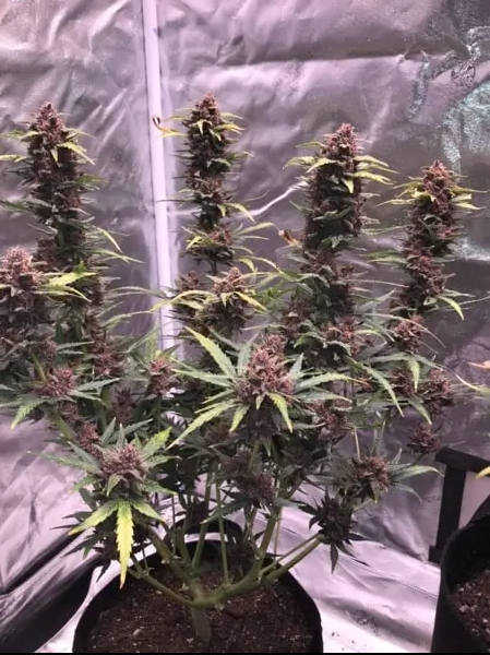 Blimburn Seeds Grizzly Purple Auto Feminisiert Autoflower