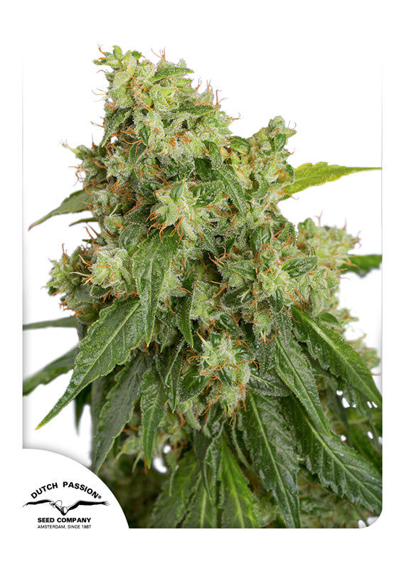 Dutch Passion Auto Xtreme Feminisierte Autoflower