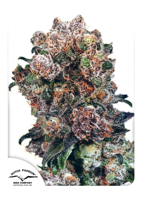 Dutch Passion Blueberry Regular