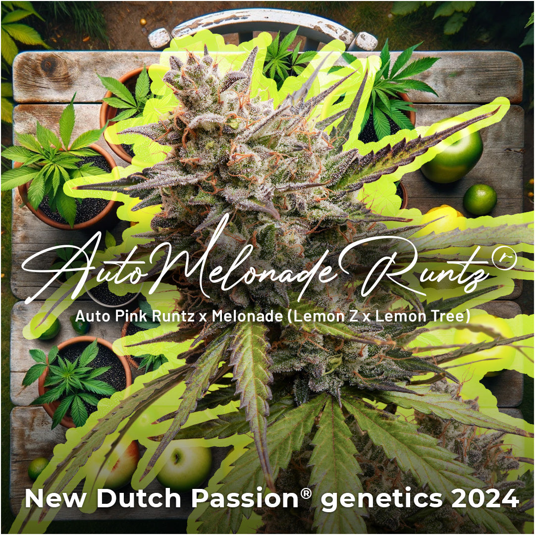 Dutch Passion Auto Melonade Runtz, Feminisierte Autoflower