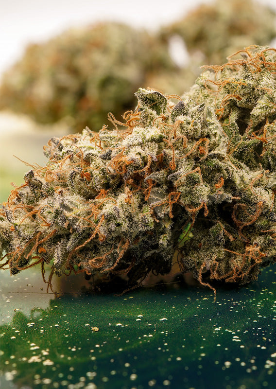 Dutch Passion Auto Melonade Runtz, Feminisierte Autoflower