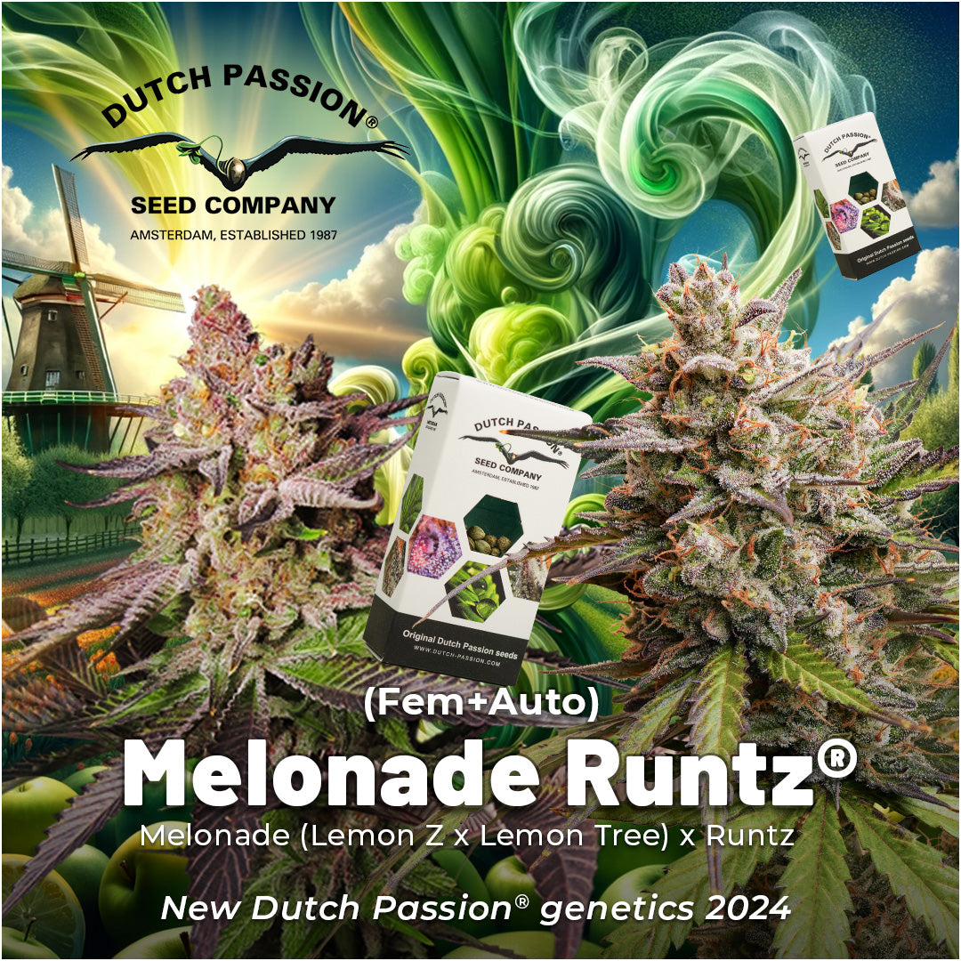 Dutch Passion Auto Melonade Runtz, Feminisierte Autoflower