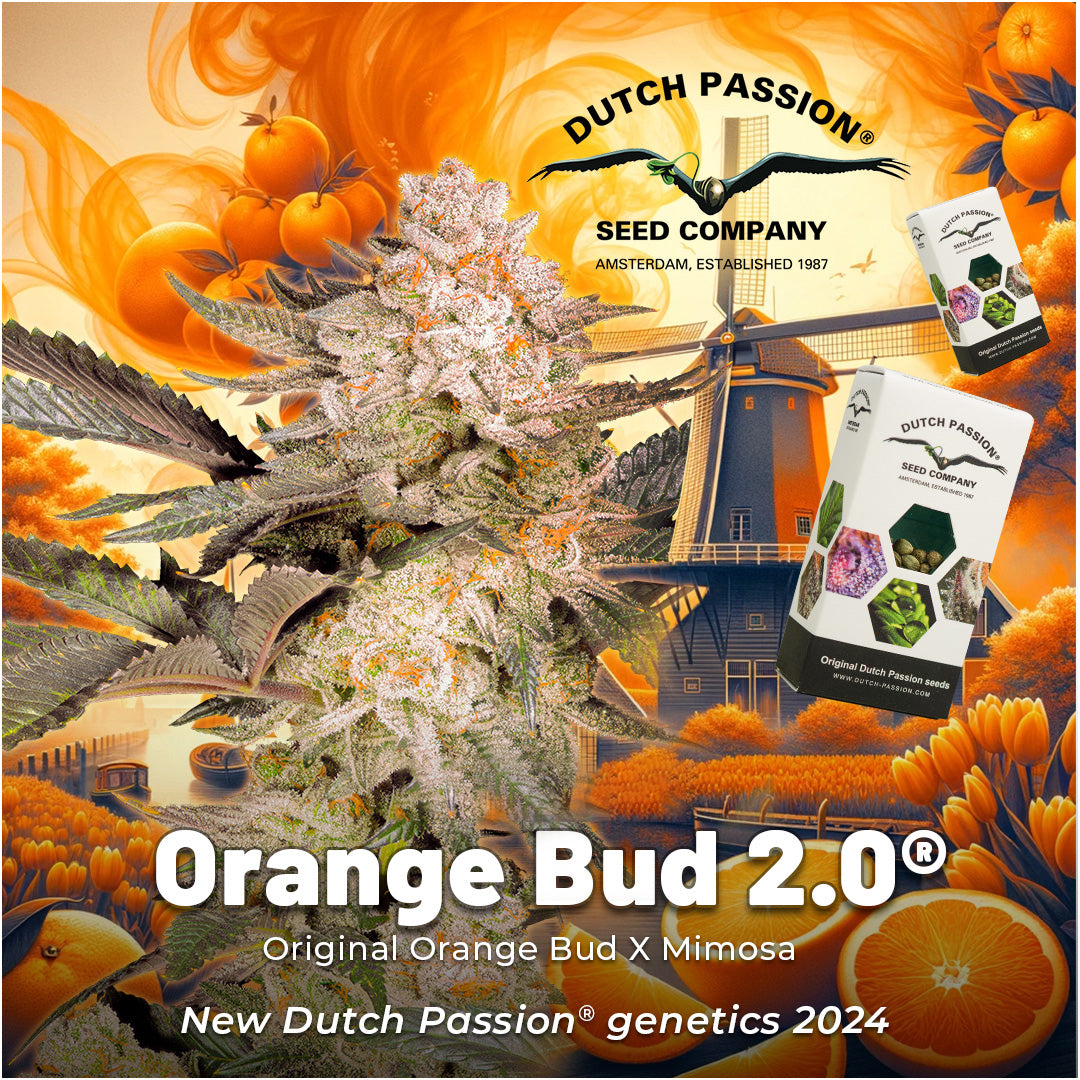 Dutch Passion Orange Bud 2.0, Feminisiert