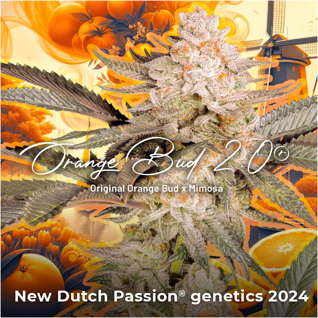 Dutch Passion Orange Bud 2.0, Feminisiert