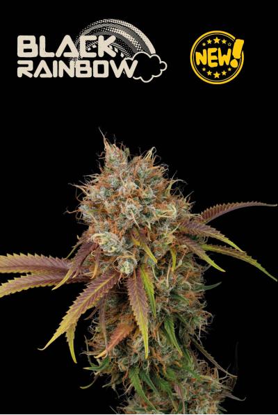 Seedstockers Black Rainbow, feminisiert