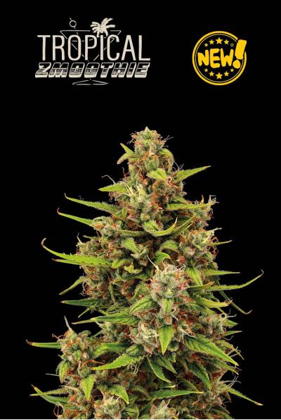 Seedstockers Tropical Zmoothie Auto, Autoflower Feminisiert