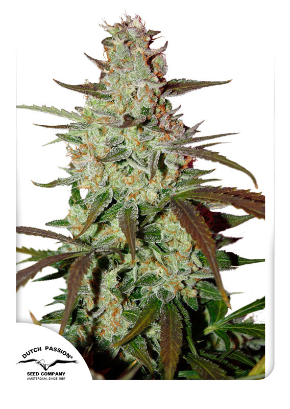 Dutch Passion Blue Auto Mazar Feminisierte Autoflower