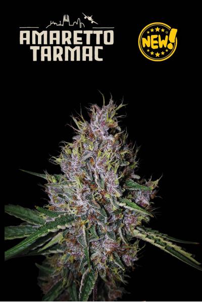 Seedstockers Amaretto Tarmac, Autoflower Feminisiert