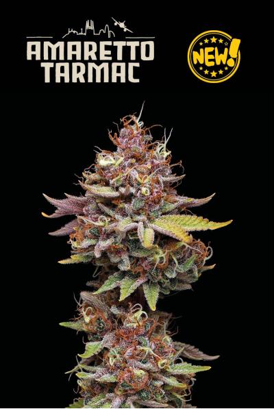 Seedstockers Amaretto Tarmac, feminisiert