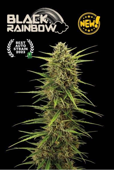 Seedstockers Black Rainbow Auto, Autoflower Feminisiert