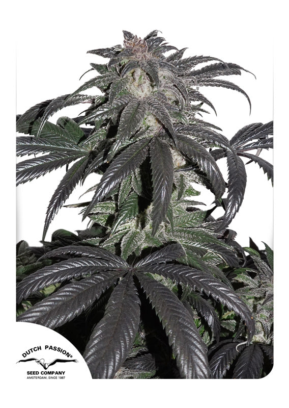 Dutch Passion Bubba Island Kush feminisiert