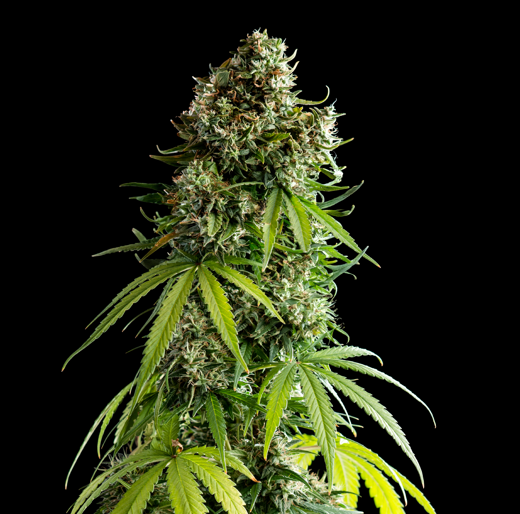 Royal Queen Seeds x Mike Tyson NYC Sour D Auto, Feminisierte Autoflower, 10 Stk