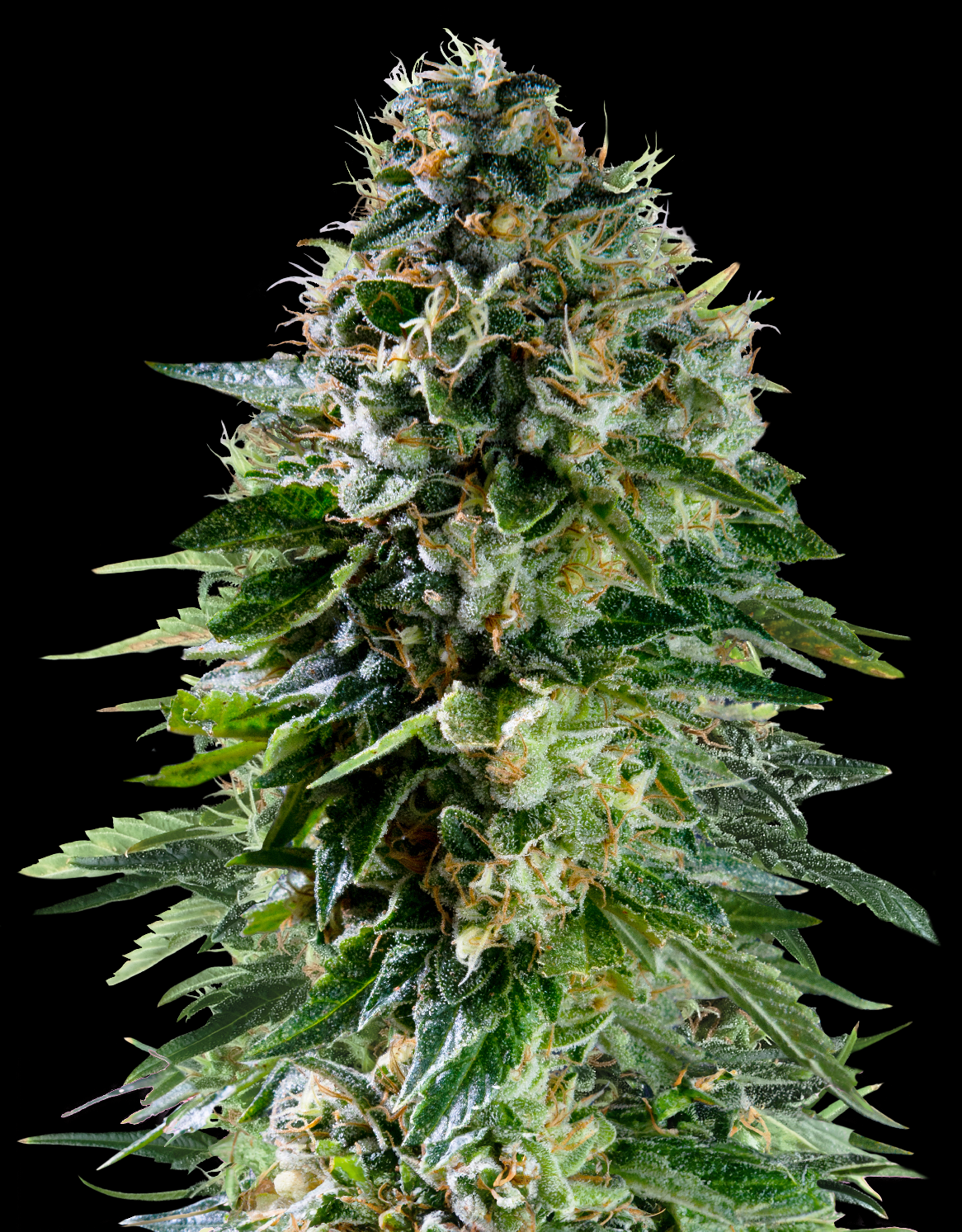 Royal Queen Seeds x Mike Tyson Corkscrew Auto, Feminisiert Autoflower, 10 Stk