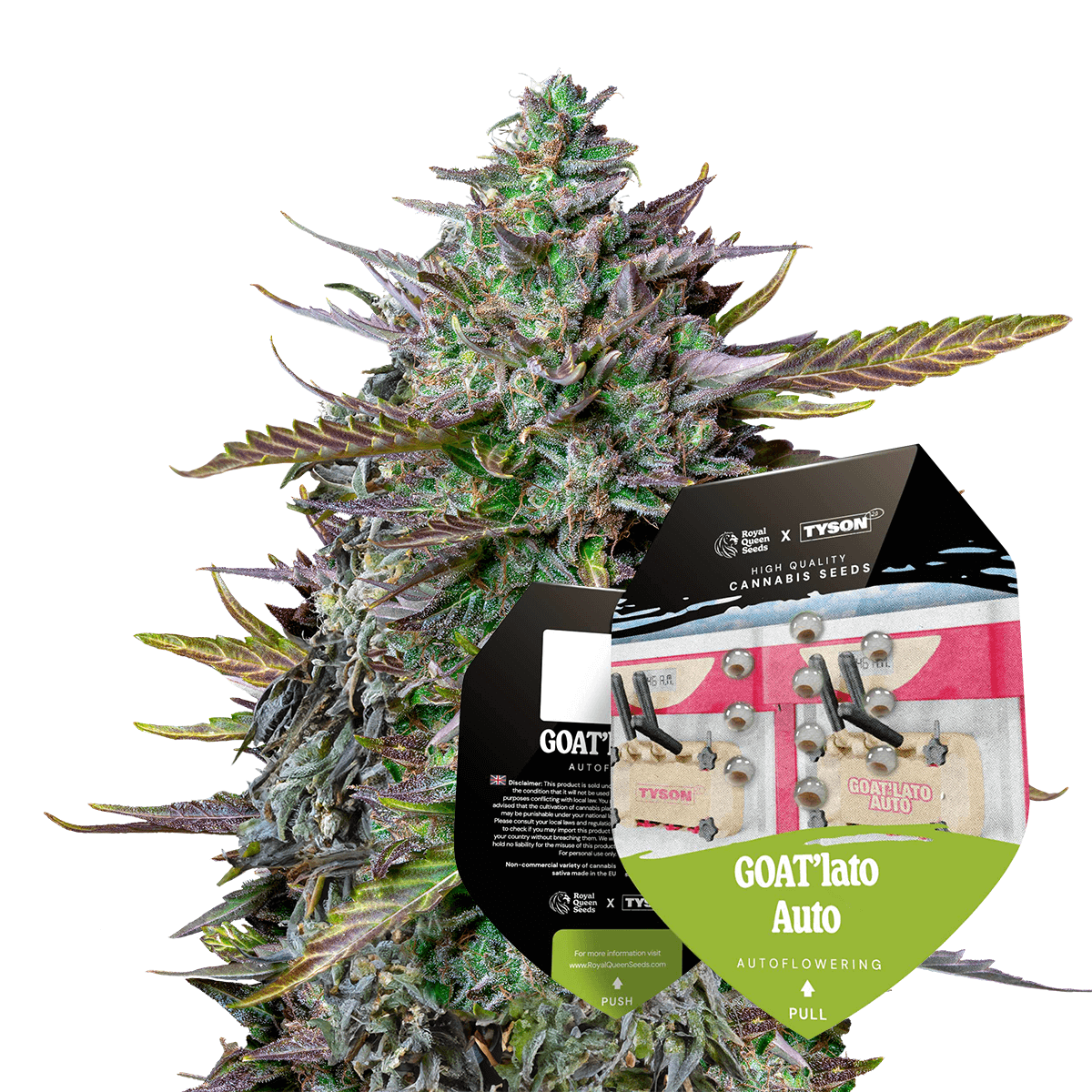 Royal Queen Seeds x Mike Tyson GOAT'lato Auto, Feminisierte Autoflower, 10 Stk